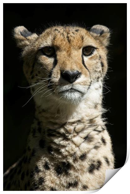 Cheetah Portrait Print by rawshutterbug 