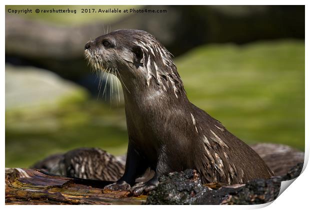 Otter Emerging From The Water Print by rawshutterbug 