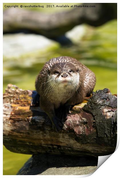 Otter On A Tree Trunk Print by rawshutterbug 