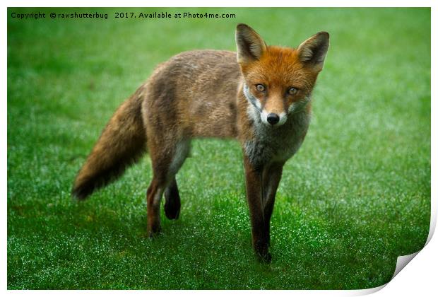 Wild Red Fox Print by rawshutterbug 