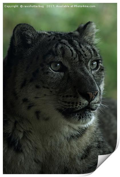 Snow Leopard Print by rawshutterbug 