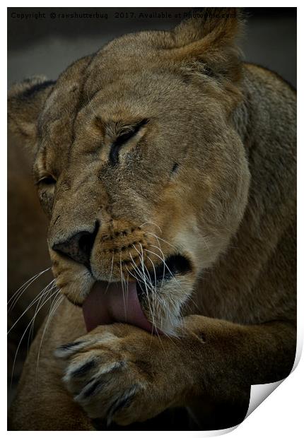 Lioness Licking Her Paw Print by rawshutterbug 