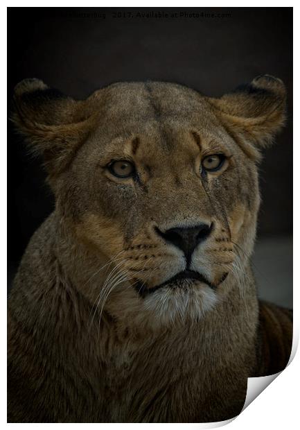 Lioness Portrait Print by rawshutterbug 