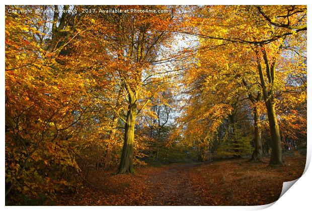 Forest Walk With Dazzling Autumn Colours Print by rawshutterbug 