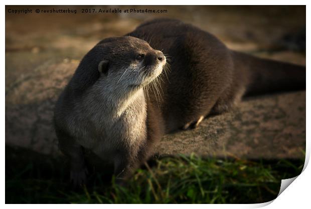 Otter Looking Into The Sunshine Print by rawshutterbug 