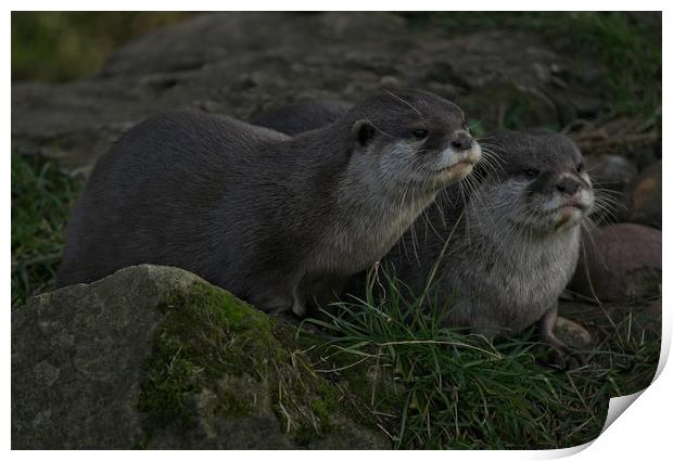 Otter Pair Print by rawshutterbug 