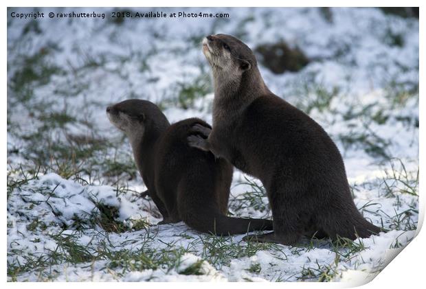 Otters In The Snow Print by rawshutterbug 