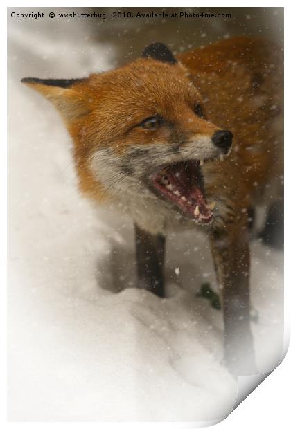 Wild Red Fox In The Snow Print by rawshutterbug 