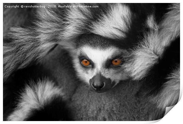 Ring-Tailed Lemur Print by rawshutterbug 