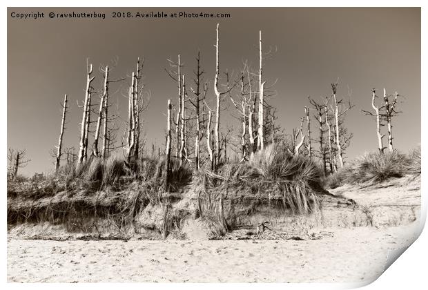 Dead Trees On The Beach Print by rawshutterbug 