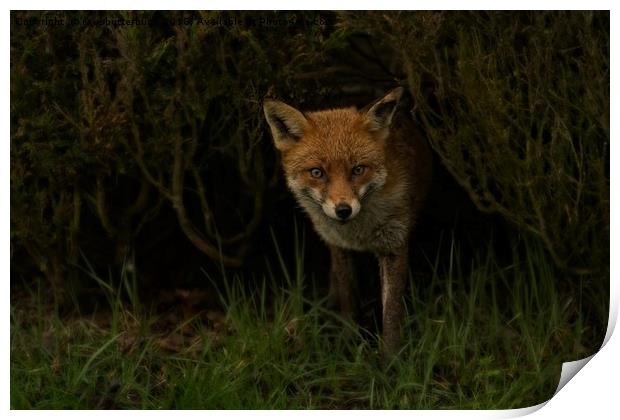 Red Fox Looking Through A Hedge  Print by rawshutterbug 