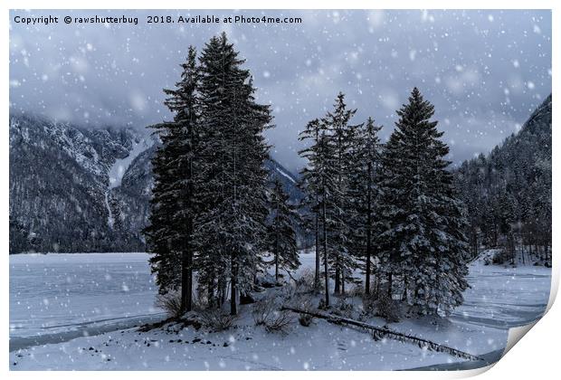 Trees At The Frozen Lago del Predil Print by rawshutterbug 