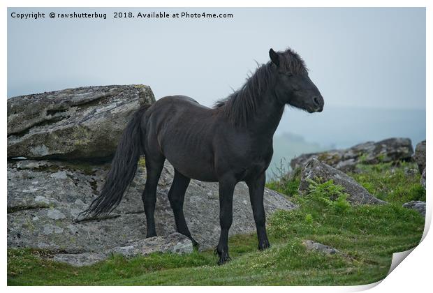 Black Dartmoor Heritage Pony Print by rawshutterbug 
