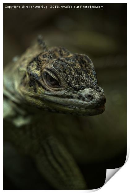 Philippine Sailfin Lizard Print by rawshutterbug 