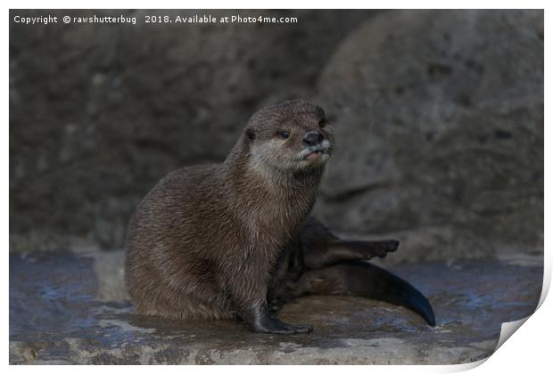 Otter Print by rawshutterbug 