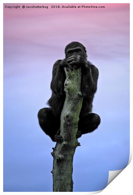 Lope The Gorilla At Sunset Print by rawshutterbug 