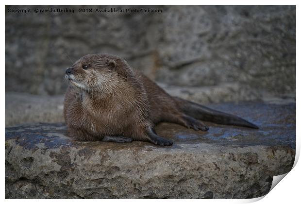 Otter Print by rawshutterbug 