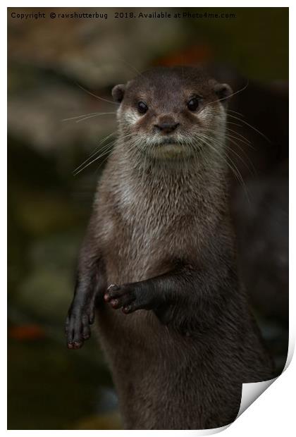 Curious Otter Print by rawshutterbug 