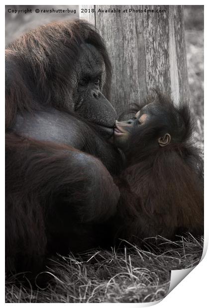 Baby Orangutan Kissing Her Mum Print by rawshutterbug 