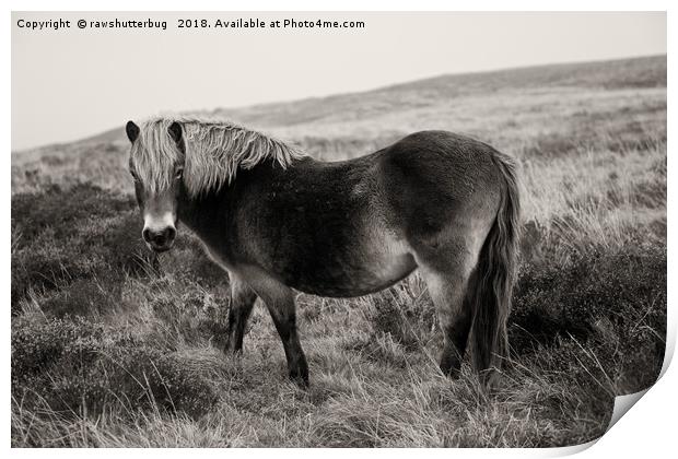 Exmoor Pony Bronze Print by rawshutterbug 