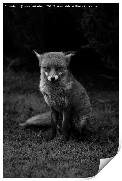 Sitting Fox Mono Print by rawshutterbug 