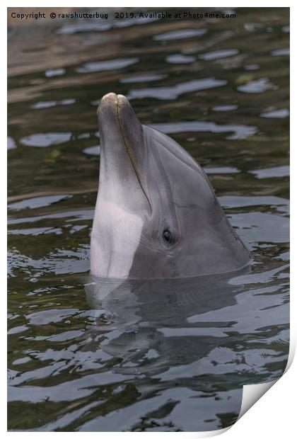 Dolphin Print by rawshutterbug 