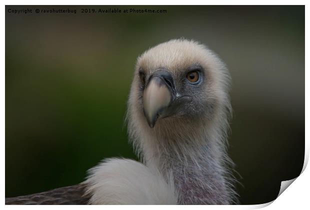 Face Of A Griffon Vulture Print by rawshutterbug 