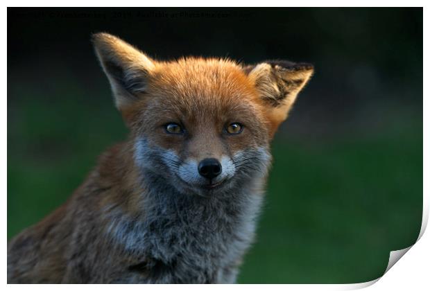 Wild Fox With A Floppy Ear Print by rawshutterbug 