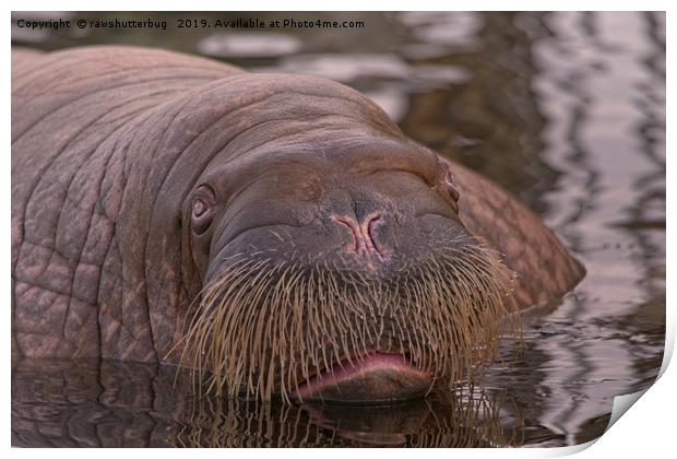 Walrus Close-Up Print by rawshutterbug 