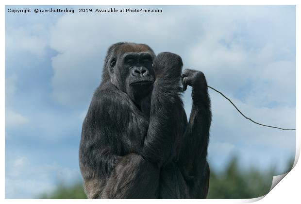 Asante The Gorilla Print by rawshutterbug 