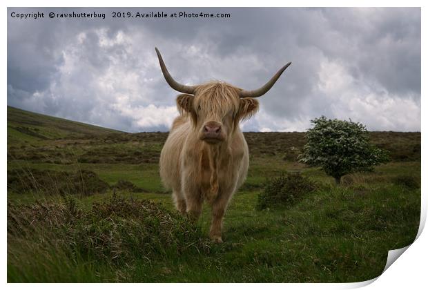 Highland Cow Roaming Free Print by rawshutterbug 