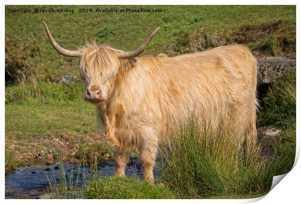 Highland Cow At A Stream Print by rawshutterbug 