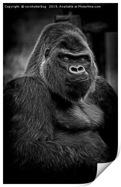 Impressive Silverback Print by rawshutterbug 