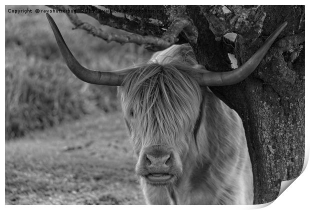 Highland Cow Mono  Print by rawshutterbug 