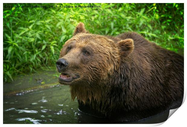 Grizzly Bear Close-Up Print by rawshutterbug 