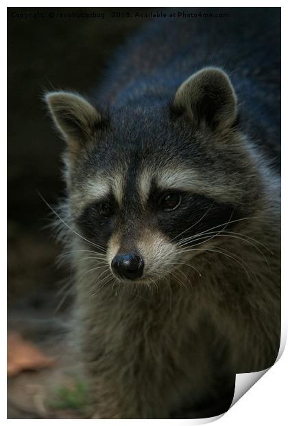 Raccoon Print by rawshutterbug 