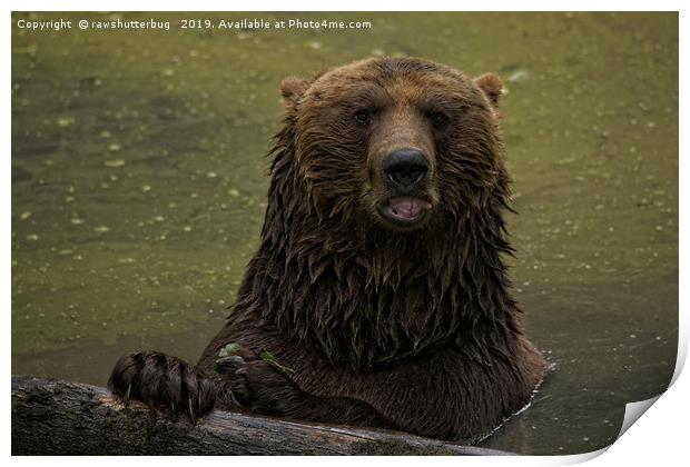 Grizzly Bear In The Water Print by rawshutterbug 