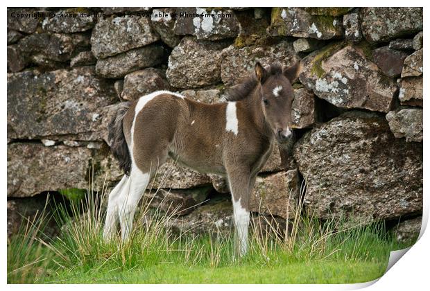 Dartmoor Foal Print by rawshutterbug 