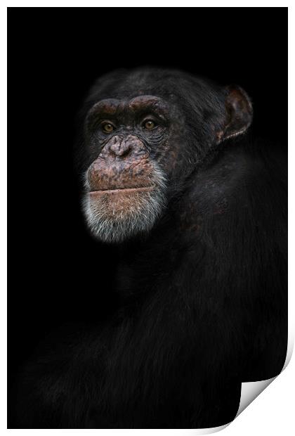 Chimpanzee Portrait Print by rawshutterbug 