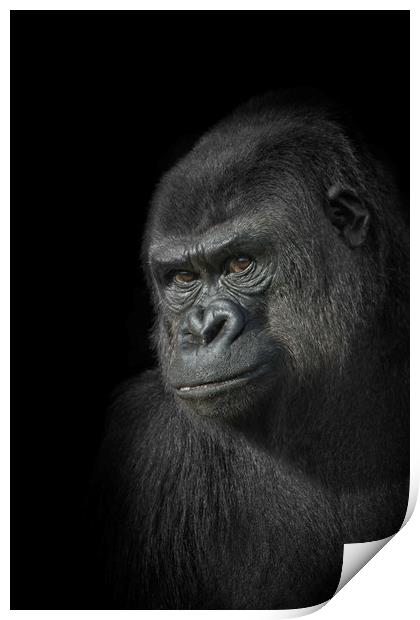 Gorilla Mother Print by rawshutterbug 
