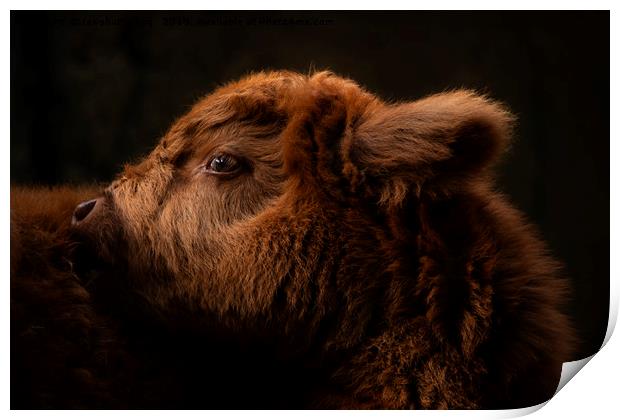 Fluffy Highland Baby Cow Print by rawshutterbug 