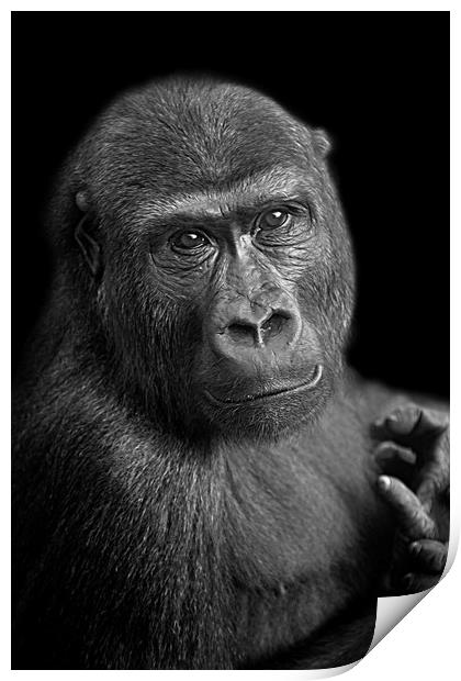 Gorilla Lope Portrait Print by rawshutterbug 