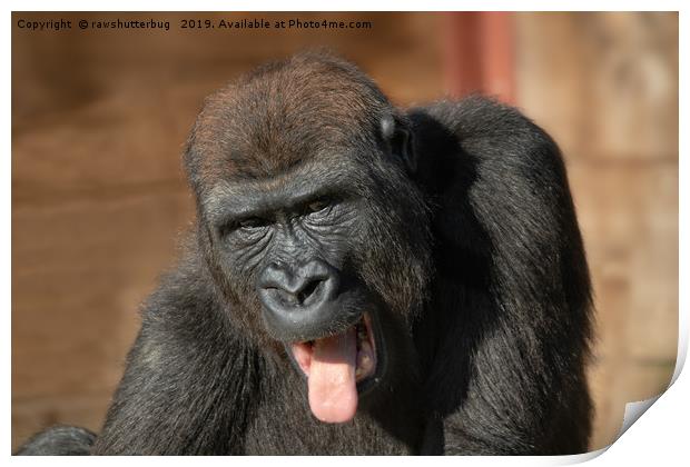 Gorilla Lope Showing His Tongue Print by rawshutterbug 
