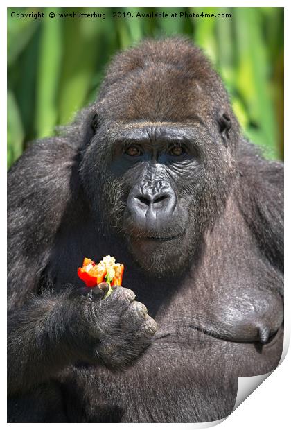 Gorilla Loves Her Pepper Print by rawshutterbug 