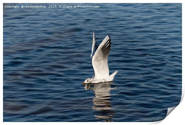The Seagull Has Landed Print by rawshutterbug 