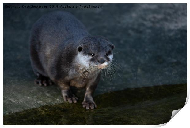 Asian Short Clawed Otter Print by rawshutterbug 