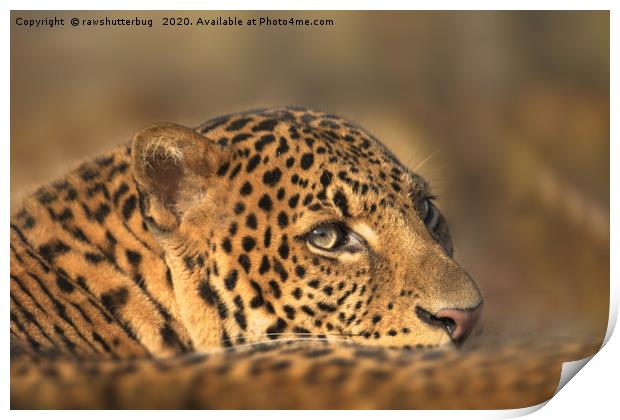 Face Of A Leopard Print by rawshutterbug 