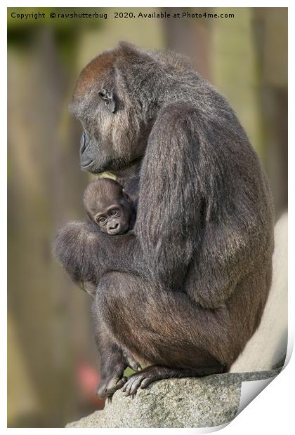 Gorilla Mother And Her Baby Print by rawshutterbug 