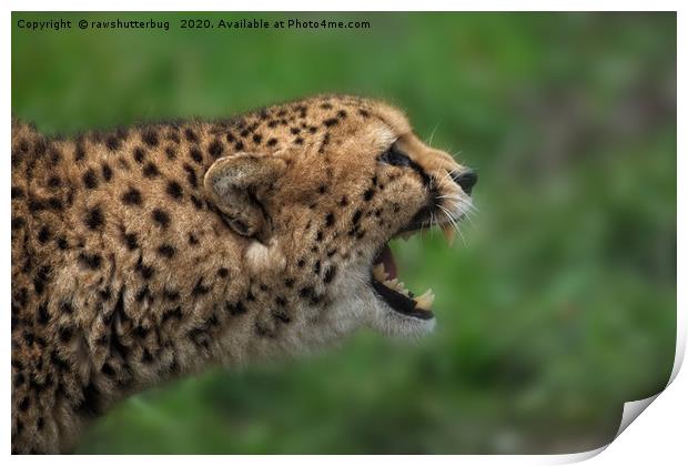 Cheetah Call Print by rawshutterbug 