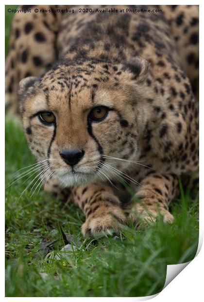 Stalking Cheetah Print by rawshutterbug 